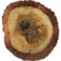 Oud wood