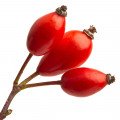 Red Rose