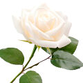 White Rose
