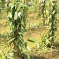 Indian Vanilla